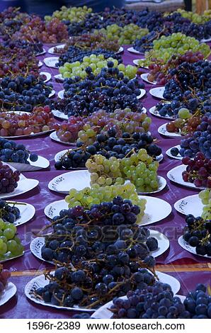 Grape samples on plates, Home Orchard Society All About Fruit Show, Washington County Fairgrounds, Hillsboro, Oregon, USA View Large Photo Image Stock Photo - Grape samples on plates, Home Orchard Society All About Fruit Show, Washington County Fairgrounds, Hillsboro, Oregon, USA. Fotosearch