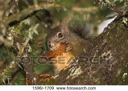 Gray squirrel (Sciurus carolinensis) on a tree trunk View Large Photo Image Stock Photo - Gray squirrel (Sciurus carolinensis) on a tree trunk. Fotosearch
