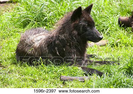 Stock Photo - Gray wolf (Canis lupus) sitting in the grass, USA. Fotosearch