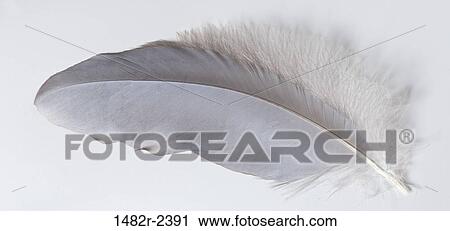 Great Blue Heron (Ardea herodias) feather View Large Photo Image Stock Image - Great Blue Heron (Ardea herodias) feather. Fotosearch