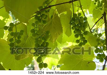 Green grapes growing in a vineyard View Large Photo Image Picture - Green grapes growing in a vineyard. Fotosearch