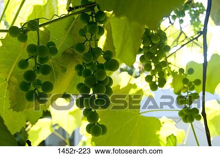 Green grapes growing in a vineyard View Large Photo Image Stock Image - Green grapes growing in a vineyard. Fotosearch