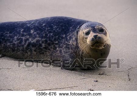 Stock Photograph - Harbor Seal resting on the beach (Phoca vitulina). Fotosearch