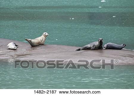 Stock Photo - Harbor seals (Phoca vitulina) on rock, Endicott Arm, Alaska, USA. Fotosearch