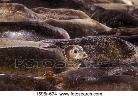 Harbor Seals resting on the beach (Phoca vitulina) View Large Photo Image Picture - Harbor Seals resting on the beach (Phoca vitulina). Fotosearch