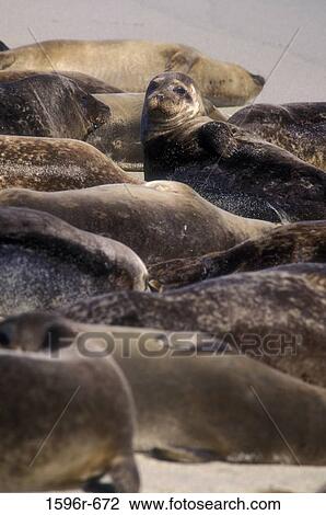 Stock Image - Harbor Seals resting on the beach (Phoca vitulina). Fotosearch