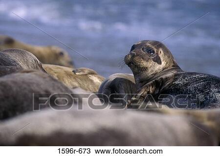 Harbor Seals resting on the beach (Phoca vitulina) View Large Photo Image Stock Image - Harbor Seals resting on the beach (Phoca vitulina). Fotosearch