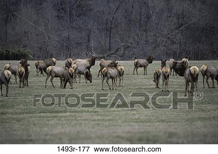 Stock Photo - Herd of deer grazing in a field. Fotosearch