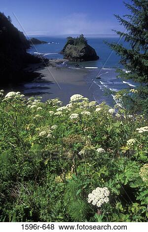 High angle view of a coastline, Samuel H. Boardman State Park, Oregon, USA View Large Photo Image Stock Photo - High angle view of a coastline, Samuel H. Boardman State Park, Oregon, USA. Fotosearch