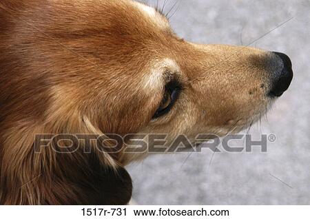 High angle view of a dog View Large Photo Image Stock Image - High angle view of a dog. Fotosearch