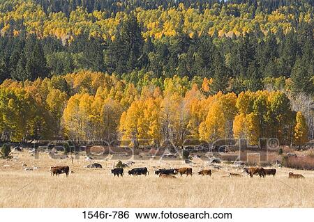Stock Photograph - High angle view of a herd of cows in a field, Hope Valley, California, USA. Fotosearch