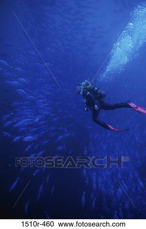 High angle view of a scuba diver swimming underwater View Large Photo Image Stock Image - High angle view of a scuba diver swimming underwater. Fotosearch