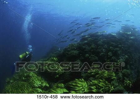 High angle view of a scuba diver swimming underwater View Large Photo Image Stock Photo - High angle view of a scuba diver swimming underwater. Fotosearch