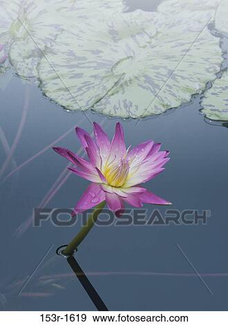 High angle view of a Water Lily in a pond (Nymphaea alba) View Large Photo Image Stock Photo - High angle view of a Water Lily in a pond (Nymphaea alba). Fotosearch