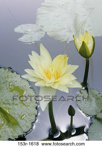 High angle view of Water Lilies in a pond (Nymphaea alba) View Large Photo Image Stock Photo - High angle view of Water Lilies in a pond (Nymphaea alba). Fotosearch
