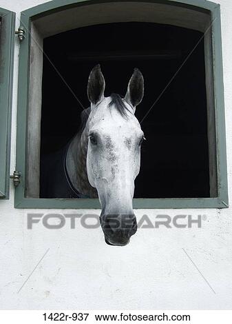Horse looking out of stable window View Large Photo Image Stock Photo - Horse looking out of stable window. Fotosearch