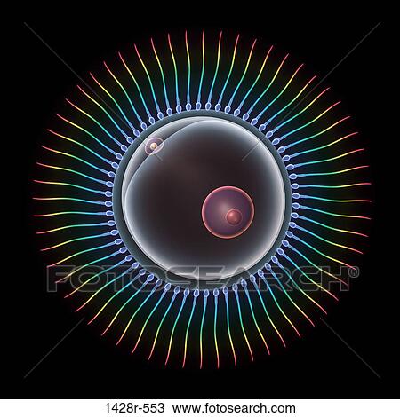 Stock Image - Human sperm swimming toward egg cell. Fotosearch