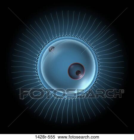 Stock Photography - Human sperm swimming toward egg cell. Fotosearch