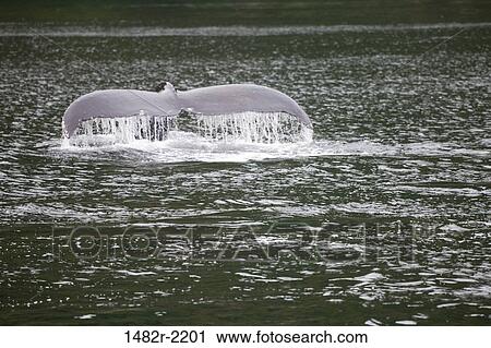 Humpback whale (Megaptera novaeangliae) in the sea, Admiralty Island, Alaska, USA View Large Photo Image Stock Image - Humpback whale (Megaptera novaeangliae) in the sea, Admiralty Island, Alaska, USA. Fotosearch