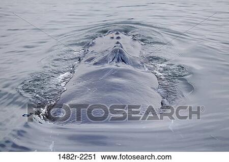 Humpback whale (Megaptera novaeangliae) surfacing in the ocean, British Columbia, Canada View Large Photo Image Stock Image - Humpback whale (Megaptera novaeangliae) surfacing in the ocean, British Columbia, Canada. Fotosearch