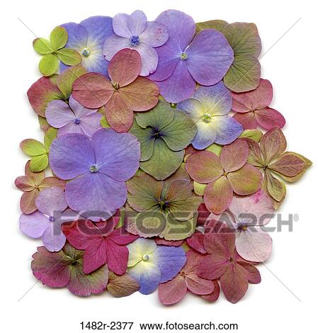 Stock Photo - Hydrangea blossoms. Fotosearch