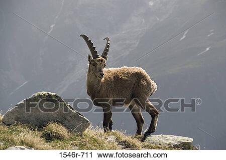 Ibex standing on a rock, Alps, Chamonix, France View Large Photo Image Stock Image - Ibex standing on a rock, Alps, Chamonix, France. Fotosearch