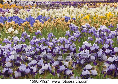 Iris flowers in a garden, Schreiner's Iris Gardens, Keizer, Marion County, Oregon, USA View Large Photo Image Picture - Iris flowers in a garden, Schreiner's Iris Gardens, Keizer, Marion County, Oregon, USA. Fotosearch