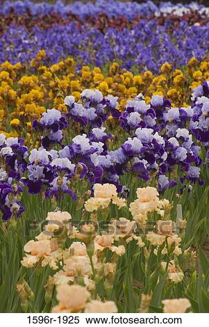 Iris flowers in a garden, Schreiner's Iris Gardens, Keizer, Marion County, Oregon, USA View Large Photo Image Stock Photography - Iris flowers in a garden, Schreiner's Iris Gardens, Keizer, Marion County, Oregon, USA. Fotosearch
