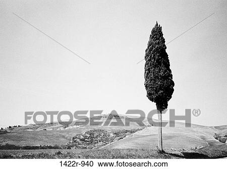 Italy, Tuscany, landscape with single tree View Large Photo Image Stock Image - Italy, Tuscany, landscape with single tree. Fotosearch