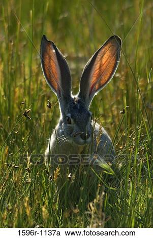 Jackrabbit in tall grass, Mono Basin National Forest Scenic Area, Mono Lake Tufa State Reserve, California, USA View Large Photo Image Stock Image - Jackrabbit in tall grass, Mono Basin National Forest Scenic Area, Mono Lake Tufa State Reserve, California, USA. Fotosearch