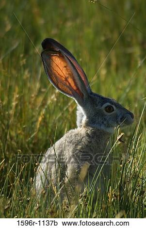 Jackrabbit in tall grass, Mono Basin National Forest Scenic Area, Mono Lake Tufa State Reserve, California, USA View Large Photo Image Stock Image - Jackrabbit in tall grass, Mono Basin National Forest Scenic Area, Mono Lake Tufa State Reserve, California, USA. Fotosearch