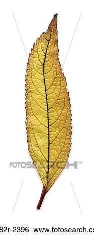 Stock Photograph - Joepye weed (Eupatorium purpureum) leaf. Fotosearch