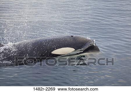 Stock Photo - Killer whale (Orcinus orca) spraying water, Blackfish Sound, Vancouver Island, British Columbia, Canada. Fotosearch