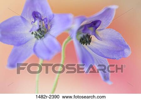 Stock Image - Larkspur (Delphinium bicolor). Fotosearch