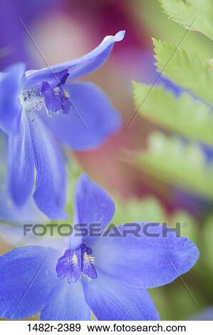 Larkspur (Delphinium bicolor) View Large Photo Image Stock Photo - Larkspur (Delphinium bicolor). Fotosearch