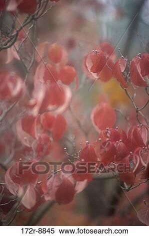 Leaves on branches in autumn, Washington, USA View Large Photo Image Stock Photography - Leaves on branches in autumn, Washington, USA. Fotosearch
