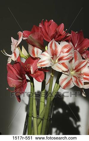 Lilies in a vase View Large Photo Image Stock Image - Lilies in a vase. Fotosearch