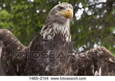 Low angle view of a Bald eagle (Haliaeetus leucocephalus), Ketchikan, Alaska, USA View Large Photo Image Picture - Low angle view of a Bald eagle (Haliaeetus leucocephalus), Ketchikan, Alaska, USA. Fotosearch