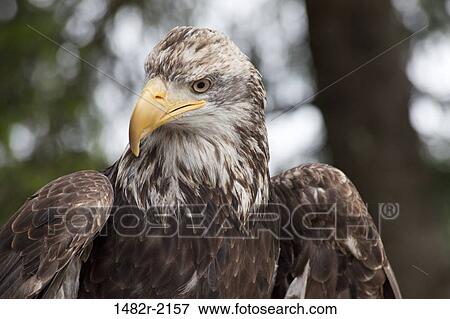 Low angle view of a Bald eagle (Haliaeetus leucocephalus), Ketchikan, Alaska, USA View Large Photo Image Stock Photo - Low angle view of a Bald eagle (Haliaeetus leucocephalus), Ketchikan, Alaska, USA. Fotosearch