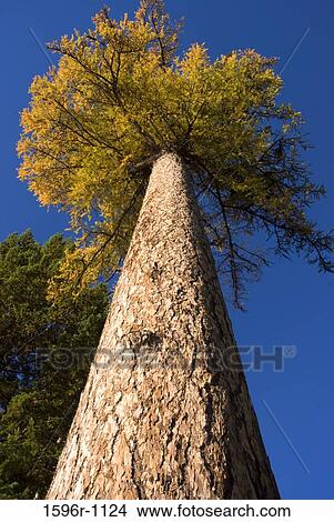 Picture - Low angle view of a larch tree, Okanogan National Forest, Washington State, USA. Fotosearch