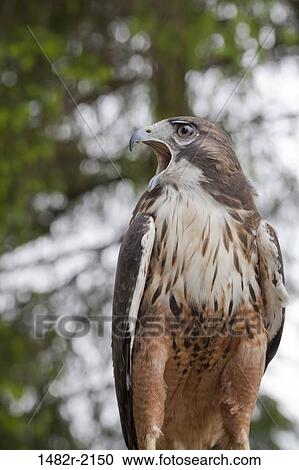 Stock Image - Low angle view of a Red-Tailed hawk (Buteo jamaicensis), Ketchikan, Alaska, USA. Fotosearch