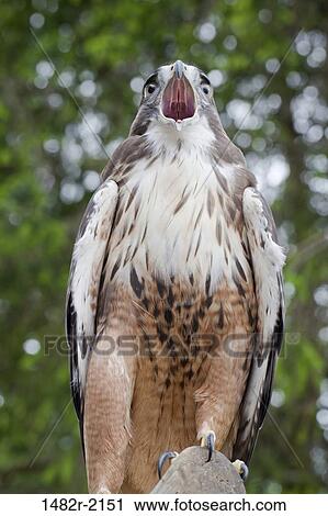 Low angle view of a Red-Tailed hawk (Buteo jamaicensis), Ketchikan, Alaska, USA View Large Photo Image Stock Image - Low angle view of a Red-Tailed hawk (Buteo jamaicensis), Ketchikan, Alaska, USA. Fotosearch