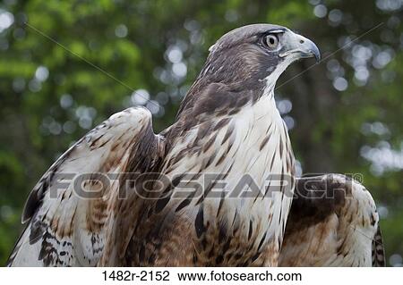 Low angle view of a Red-Tailed hawk (Buteo jamaicensis), Ketchikan, Alaska, USA View Large Photo Image Stock Image - Low angle view of a Red-Tailed hawk (Buteo jamaicensis), Ketchikan, Alaska, USA. Fotosearch