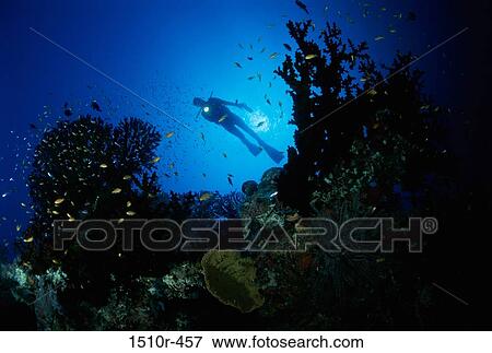 Low angle view of a scuba diver looking at fish with the help of a flashlight View Large Photo Image Stock Photo - Low angle view of a scuba diver looking at fish with the help of a flashlight. Fotosearch