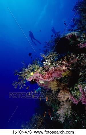 Stock Image - Low angle view of a scuba diver swimming underwater. Fotosearch