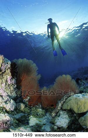 Stock Photo - Low angle view of a scuba diver swimming underwater. Fotosearch