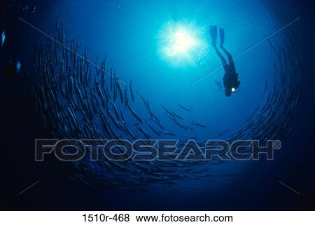 Low angle view of a scuba diver swimming near a school of fish underwater View Large Photo Image Stock Photo - Low angle view of a scuba diver swimming near a school of fish underwater. Fotosearch