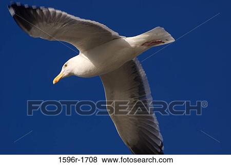Low angle view of a seagull flying in the sky View Large Photo Image Stock Photo - Low angle view of a seagull flying in the sky. Fotosearch