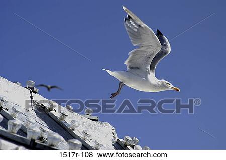 Low angle view of a seagull in flight (Larus Argentatus) View Large Photo Image Stock Photo - Low angle view of a seagull in flight (Larus Argentatus). Fotosearch