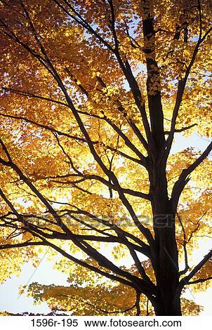 Low angle view of a sugar maple tree (Acer saccharum) View Large Photo Image Stock Photography - Low angle view of a sugar maple tree (Acer saccharum). Fotosearch